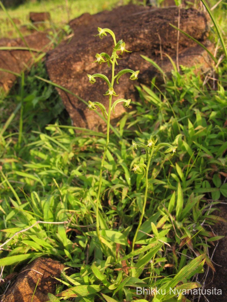 Habenaria viridiflora (Rottler ex Sw.) R.Br. ex Spreng.